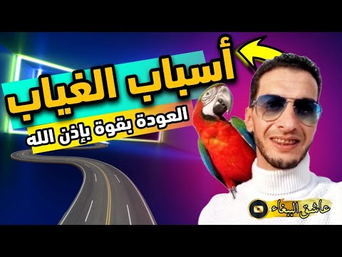 فيديو: كيفية الحصول على الببغاء للعودة داخل قفصها