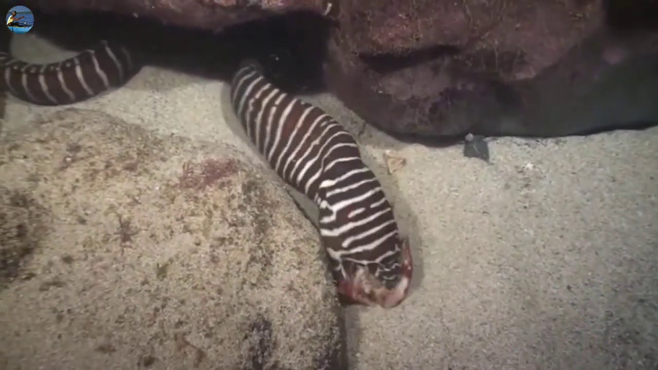 Great Moray Eel Hunting Skill of Sea Snakes YouTube