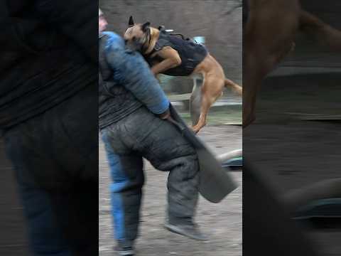 ‼️Malinois attack dog. Police dog training. #СТРАЖ GUARD. Odessa