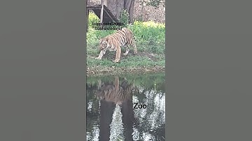 Zoo - Tilyar Lake Rohtak #happinessstudio #zoo # animals #birds #birdsounds