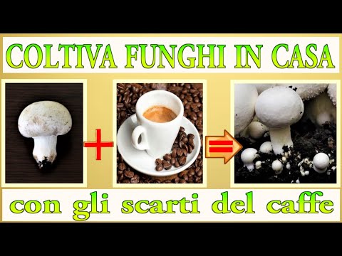 Video: Come Coltivare I Funghi Di Riso Per Perdere Peso