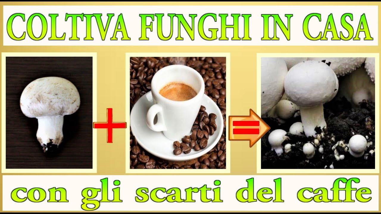 кофейная гуща + грибные отходы, объедините их, и результат вас удивит