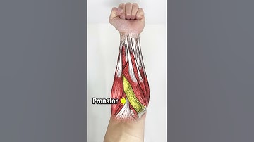 Want BIGGER Forearms? DO THESE!