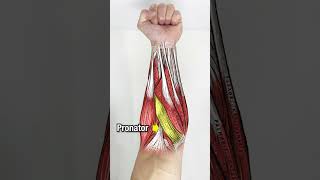 Want BIGGER Forearms? DO THESE! screenshot 1