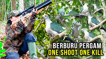 WOW...RATUSAN PUNAI DAN KADANCA SERBU POHON BERINGIN BERBUAH