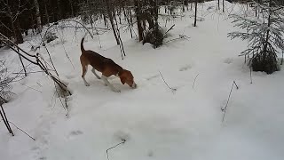 картинка: Охота на зайца с эстонской гончей 2019-2020. Волки одолевают