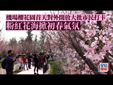 機場櫻花園首天對外開放大批市民打卡 粉紅花海掀初春氣氛｜星島頭條｜機場｜櫻花園