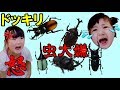 ●普段遊び●ドッキリ！巨大カブトムシの昆虫フィギュア虫が大嫌いか検証 - はねまりチャンネルVLOG