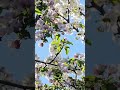 apple blossom #flowers #music #spring