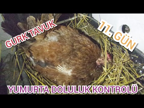 GURK TAVUK YUMURTA