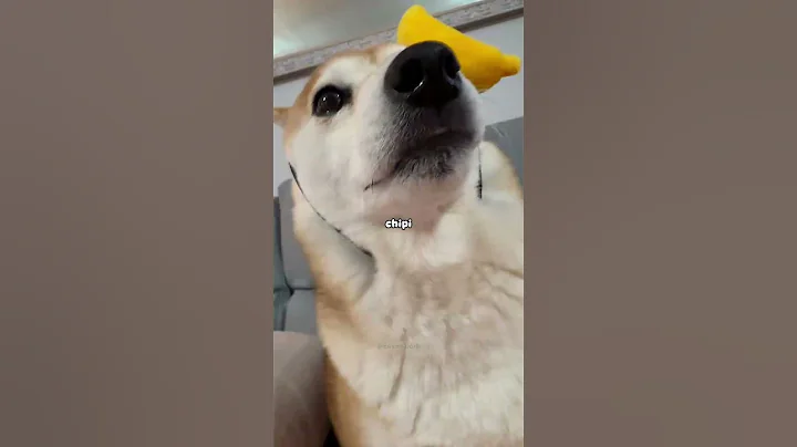 Chipi Chipi Chapa Chapa Doge x Cupid (sped up) #doge #shibainu #cutenessoverload