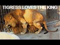 MALE LION AND TIGRESS GETTING IT ON! - How liger babies are made