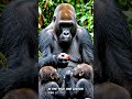 Silverback Gorilla Teaches Baby Gorillas Safe Food Choices #Wildlife #Gorilla #USA #Shorts #animals