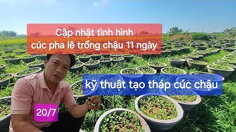 Kỹ thuật tạo tháp cúc chậu pha lê cập nhật tình hình cúc pha lê sau khi trồng 11 ngày