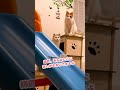 変身できると勘違いしてた猫【おしゃべりする猫】 #Shorts 【猫アテレコ】