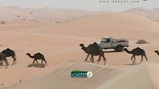 البدو في السعوديه The Bedouins in Saudi Arabia