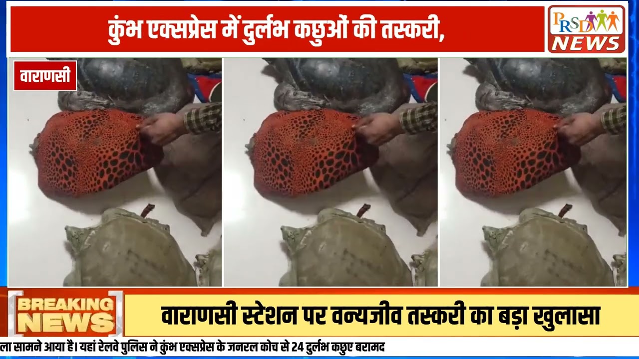 रेलवे सुरक्षा बल (RPF) और पुलिस टीम ने ट्रेनों के जरिए चल रही वन्यजीव तस्करी के खिलाफ एक बड़ी कार्रवाई को अंजाम दिया है। कुंभ एक्सप्रेस ट्रेन से चेकिंग के दौरान कुल 24 दुर्लभ प्रजाति के कछुए बरामद किए गए हैं।
#WildlifeSmuggling #KumbhExpress #UPPolice #RPF #TurtleSmuggling #CrimeNews #BreakingNews #LatestNews #hindinews
Join this channel to get access to perks:
https://www.youtube.com/channel/UCmJvPHUoYu0PdWDX4CQCZ8Q/joinPRSD News एक विश्वसनीय और लोकप्रिय समाचार चैनल है जो पैन इंडिया और उत्तर प्रदेश के बारे में दैनिक अपडेट प्रदान करता है। यह एक पंजीकृत मीडिया नेटवर्क है जो राजनीति, मनोरंजन, खेल, शिक्षा, महानगरों और अन्य विषयों से संबंधित 24/7 ब्रेकिंग न्यूज़, विश्लेषण और कहानियां प्रदान करता है। विश्वसनीय और अद्यतन समाचार प्रदान करने के माध्यम से, PRSD News आपके समाचार की सभी आवश्यकताओं के लिए एक स्टॉप शॉप है। आप उनके चैनल को सब्सक्राइब कर सकते हैं ताकि आप उत्तर प्रदेश और भारत की नवीनतम समाचारों से अवगत रह सकें।
PRSD News is a credible and popular news channel providing daily updates about Pan India and Uttar Pradesh. It is a registered media network that delivers 24/7 breaking news, analysis, and stories related to politics, entertainment, sports, education, major cities, and more. With a focus on providing trustworthy and up-to-date news, PRSD News is a one-stop-shop for all your news needs. You can subscribe to their channel to stay up-to-date on the latest news about Uttar Pradesh and India.
Your trusted source for daily news updates!
Stay informed with PRSD News!
Breaking news at your fingertips!
Always up-to-date with PRSD News!
Your go-to news channel for the latest updates!
Bringing you the news that matters!
News you can trust from PRSD News!
Get the inside scoop with PRSD News!
Your daily dose of news, only on PRSD News!
Where news comes first - PRSD News!Thank You 👍
Follow Me Us 👇👇👇👇👇
🔹 Website- https://www.prsdnews.in🔹 YouTube- https://www.youtube.com/channel/UCmJvPHUoYu0PdWDX4CQCZ8Q🔹 Facebook Page- https://www.facebook.com/profile.php?id=100069216887013🔹 Instagram- https://www.instagram.com/prsdnews/🔹 Twitter- https://twitter.com/NewsPrsd
#PRSDNews #UttarPradeshNews #PanIndiaNews #Politics #Entertainment #Sports #Education #BreakingNews #Analysis #Stories #CurrentAffairs #Headlines #IndiaNews #RegionalNews #HindiNews #UPNews #RegistredMediaNetwork #TrustworthyNews #CredibleNews #PopularNews #24x7News #LatestNews #TopNews #NewsUpdates #DailyNews #NewsChannel #NewsNetworkTopic Covered In This Video: