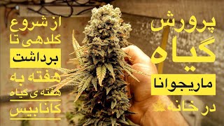 کاشت گیاه ماریجوانا از شروع تا برداشت-( دوره گلدهی )-خشک کردن حرفه ای -هفته به هفته کانابیس