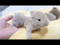 目が開いたばかりで「人」に興味津々な四つ子赤ちゃんうさぎ