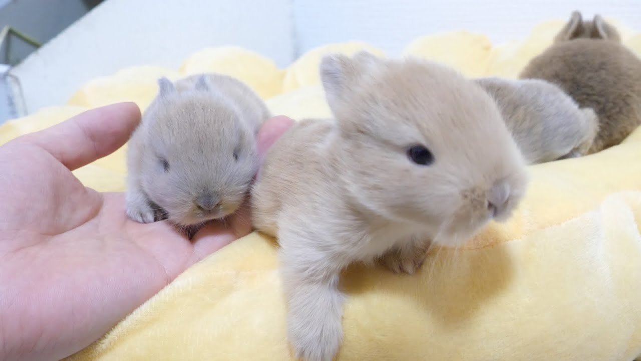 Four baby rabbits with newly opened eyes - YouTube