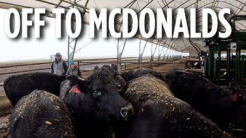 Hauling Cull Cows To Town -- they are off to Mcdonald