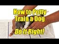 How to Potty Train a Dog - How to Do It Right! How to Potty Train a Dog - How to Do It Right!