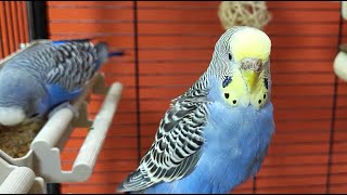 Budgie Sounds For Relaxation