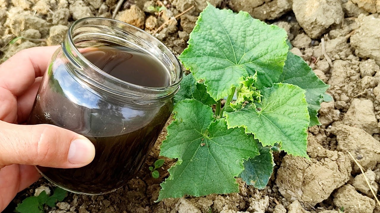 У огурцов и помидоров будет бум роста! И витаминный магазин, и инсектицид