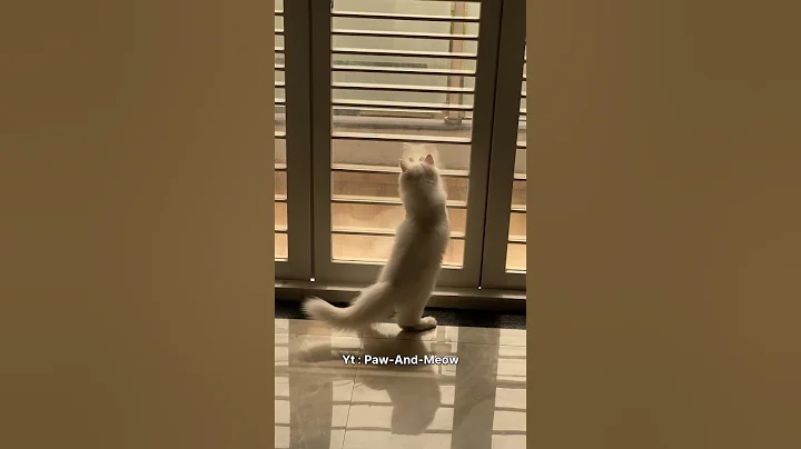 Video 11695551: pure persian cat, doll face persian cat, persian kitten, cute kitty, cat funny dance, baby cats