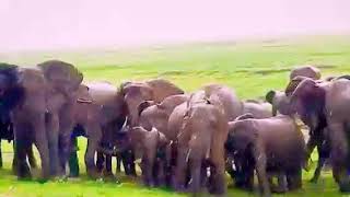 #Elephant giving birth to a baby _[8k]HIGH. MP4
