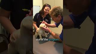 What Does It Take To Become A Guide Dog? #dogs #guidedogs #bondivet
What Does It Take To Become A Guide Dog? #dogs #guidedogs #bondivet๐ถ
Want to watch more? Subscribe to the Bondi Vet channel: https://www.youtube.com/c/BondiVet/featured?sub_confirmation=1
Join this channel to get access to perks:
https://www.youtube.com/channel/UCRnSnAq44St3dzNdgPpfChA/join
Bondi Vet Apprentice:
๐พ Badges
๐ Emojis
๐ฑ Exclusive member-only videos
๐ First to hear about upcoming news
Bondi Vet Allstars:
๐ฆก All perks from Apprentice
๐ฆฉ Uncensored content
๐ฆฎ Updates on the animals
๐พ Click Here for Full Episodes - https://youtube.com/playlist?list=PL2FmLWmdveeLb_tD0p9XKhU-CgS_ERLFI
๐ป Bondi Vet is your ultimate content destination for all things pet and vet. Including full episodes, stories, compilations and clips from the worlds favourite vet series. Make your world a better place and subscribe today!
๐ For pet product and vet services - https://www.bondivet.com/
Follow our social animals on
๐ Facebook - http://tinyurl.com/FacebookBondivet
๐ Instagram - http://tinyurl.com/InstagramBV
๐ฌ Website - https://bondivet.com/
Share The Love:
#BondiVet #animals #pets #dogs #cats #newbondivet #australiananimals #australia #vet #vetcare #documentary #petcare #petfacts What Does It Take To Become A Guide Dog? #dogs #guidedogs #bondivet