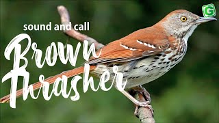 Brown Thrasher Singing l and Sound | Brown Thrasher Bird Call