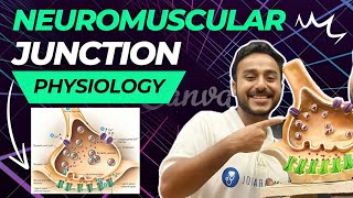 neuromuscular junction physiology | neuromuscular transmission physiology in Hindi