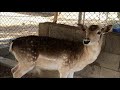 عبيد العوني في محمية القفاري البرية المجانية الجزء 1‫‬  Wildlife Free admission