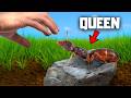 I Kidnapped a Queen Ant From The Wild, This Happened thumbnail