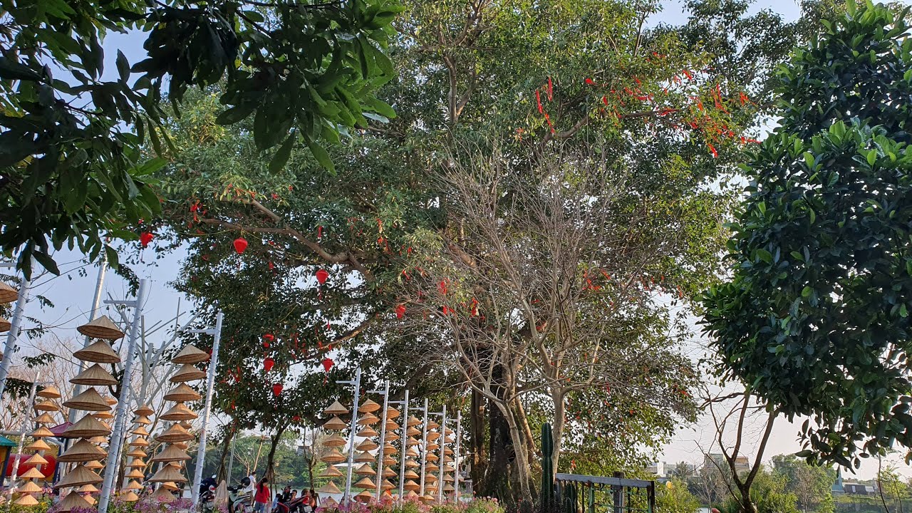 Chỗ này có cây ước nguyện mà không biết