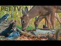 Dog TV • Cat TV - Wildlife Up-Close 🦌 Peaceful Nature With Deer, Squirrels, &amp; Birds