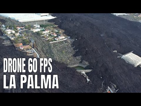 Video: Come Fiorisce La Palma