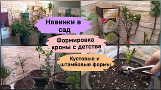 Новинки в сад.Формировка кроны с детства.Кустовые и штамбовые формы.