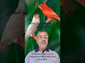 problème de carence en vitamines pour les oiseaux نقص الفيتامينات والمعادن لطيور الكناري