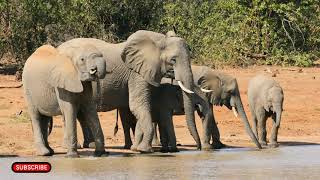 Welcome To The Elephant Oasis | Natural World Forest Elephants