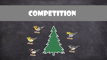 Competition | Animal Behaviour