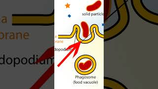 Unmasking Nanotech medical miracle or hidden threat #nanotech #science #nanomedicine #nanoparticles