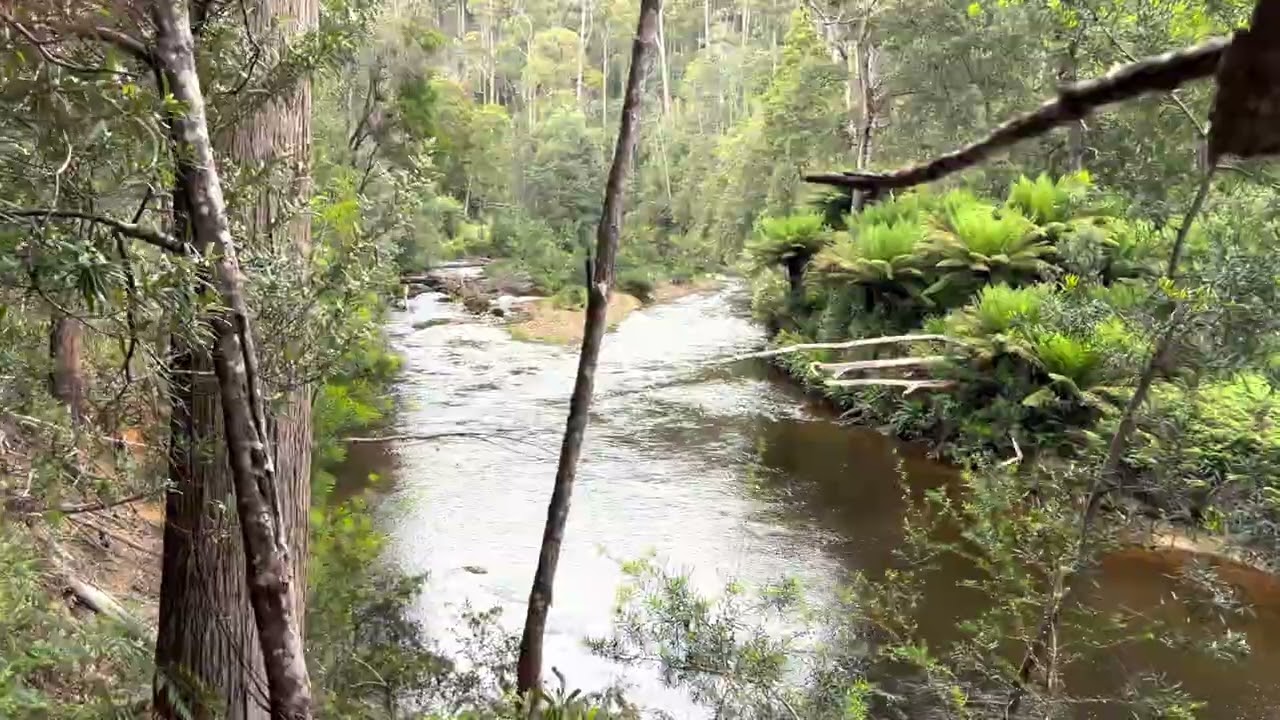 07 Fern Glade is one of our favorite walking trails