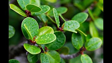 Gift of Deepening in Turquoise - Early Turquoise - Video #9 - Spiral Dynamics/Integral