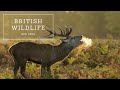 Exploring Britain's Red Deer