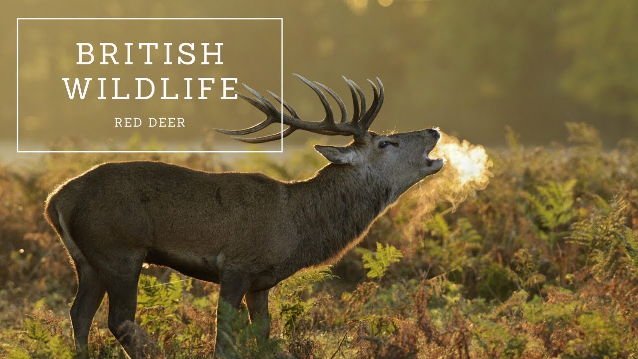 facts management British Wildlife - Red Deer