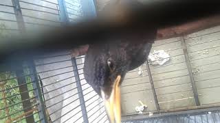 CIUNG BATU GACOR!!!!