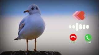 Bird Sound | Message Notification | sms  sound ringtone mp3 | Bird Voice ringtone