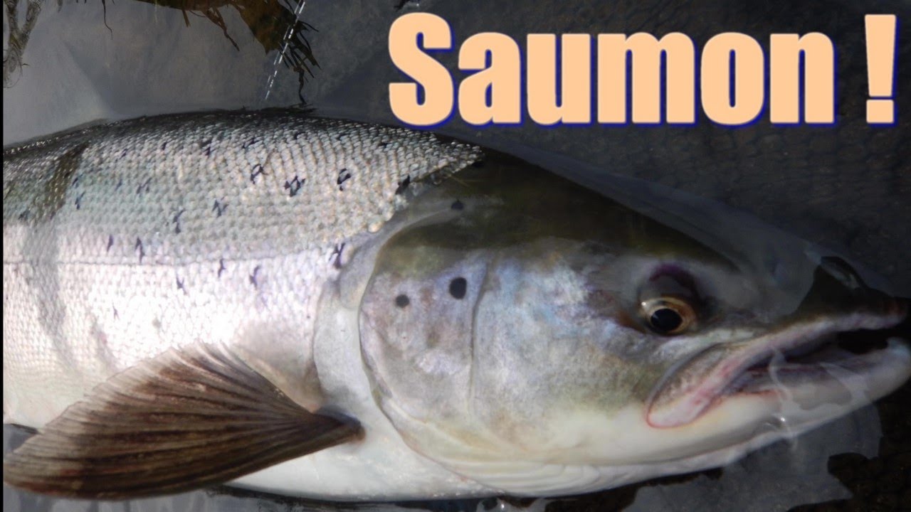 Mon premier saumon ! Gros combat filmé.